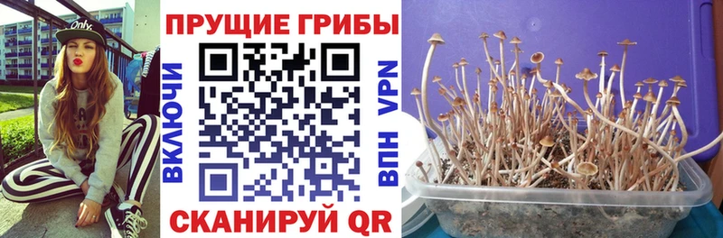Псилоцибиновые грибы прущие грибы  где купить   Азнакаево 